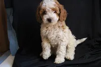Olivia, a female Labradoodle for sale in Tehachapi, CA – 1 of 6