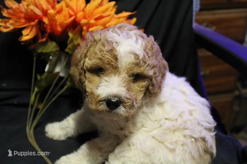 Ella – Labradoodle puppy for sale in Tehachapi, CA