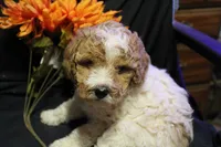 Ella, a female Labradoodle for sale in Tehachapi, CA – 1 of 6