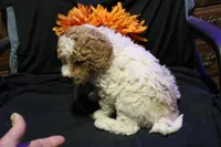 Ella, a female Labradoodle for sale in Tehachapi, CA – 2 of 6
