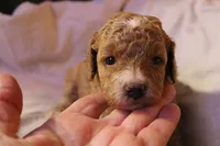 Tiny Tina, a female Labradoodle for sale in Tehachapi, CA – 3 of 3