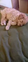 Tiny Tina, a female Labradoodle for sale in Tehachapi, CA – 1 of 4