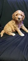 Mr Red, a male Labradoodle for sale in Tehachapi, CA – 3 of 3