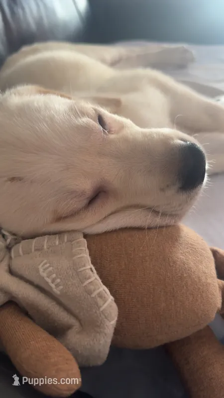cosmo – Labrador Retriever puppy for sale in Nashua, NH