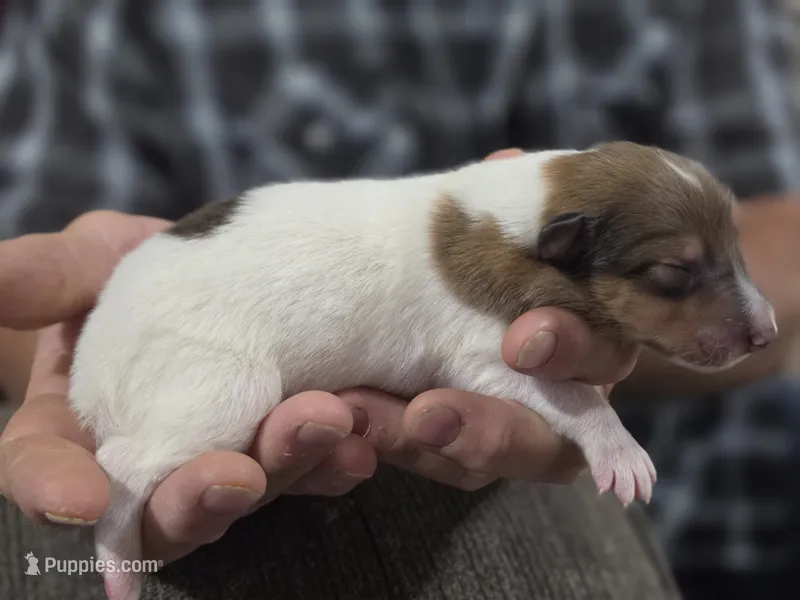 Zebulon – Collie puppy for sale in Creighton, MO