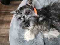 Emmett AKC, a male Miniature Schnauzer for sale in Creighton, MO – Photo 3 of 9