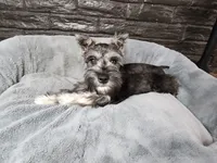 Emmett AKC, a male Miniature Schnauzer for sale in Creighton, MO – Photo 2 of 9