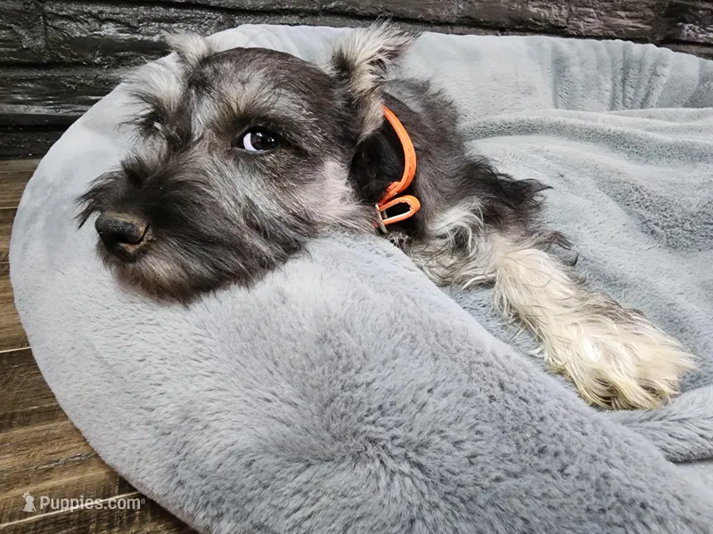 Emmett AKC – Miniature Schnauzer puppy for sale in Creighton, MO