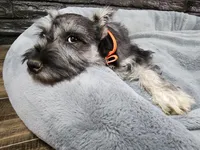 Emmett AKC, a male Miniature Schnauzer for sale in Creighton, MO – Photo 1 of 9