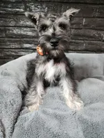 Emmett AKC, a male Miniature Schnauzer for sale in Creighton, MO – Photo 5 of 9