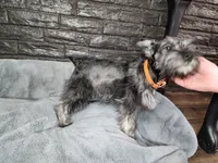 Emmett AKC, a male Miniature Schnauzer for sale in Creighton, MO – Photo 4 of 9