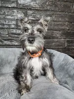 Emmett AKC, a male Miniature Schnauzer for sale in Creighton, MO – Photo 9 of 9