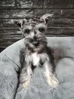 Emmett AKC, a male Miniature Schnauzer for sale in Creighton, MO – Photo 7 of 9