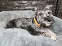Emmett AKC, a male Miniature Schnauzer for sale in Creighton, MO – Photo 6 of 9