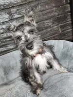 Emmett AKC, a male Miniature Schnauzer for sale in Creighton, MO – Photo 8 of 9