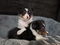 Detroit AKC, a male Shetland Sheepdog for sale in Creighton, MO – 5 of 7