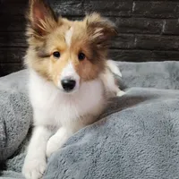 Berkeley, a male Shetland Sheepdog for sale in Creighton, MO – Photo 7 of 8