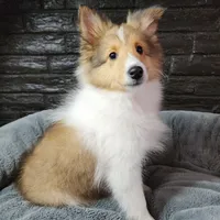 Berkeley, a male Shetland Sheepdog for sale in Creighton, MO – Photo 4 of 8