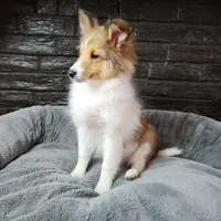 Berkeley, a male Shetland Sheepdog for sale in Creighton, MO – Photo 5 of 8