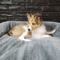 Berkeley, a male Shetland Sheepdog for sale in Creighton, MO – Photo 3 of 8