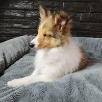 Berkeley, a male Shetland Sheepdog for sale in Creighton, MO – Photo 6 of 8