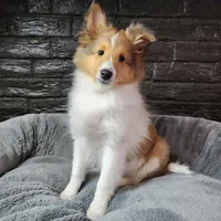 Berkeley, a male Shetland Sheepdog for sale in Creighton, MO – Photo 8 of 8