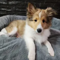 Berkeley, a male Shetland Sheepdog for sale in Creighton, MO – Photo 1 of 8