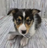 Bixby, a male Shetland Sheepdog for sale in Creighton, MO – 6 of 7