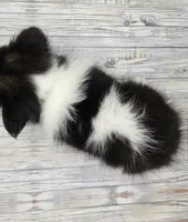 Bixby, a male Shetland Sheepdog for sale in Creighton, MO – 4 of 7