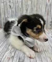 Bixby, a male Shetland Sheepdog for sale in Creighton, MO – 5 of 7