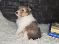 Boston AKC, a male Shetland Sheepdog for sale in Creighton, MO – 3 of 9