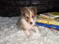 Kimberling AKC, a  Shetland Sheepdog for sale in Creighton, MO – 7 of 9