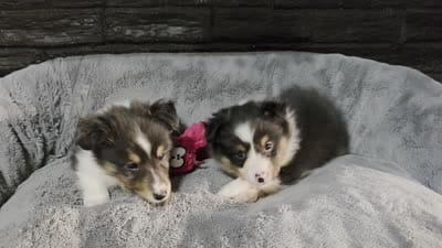 Detroit AKC, a male Shetland Sheepdog for sale in Creighton, MO – 7 of 7