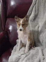 Keene, a male Shetland Sheepdog for sale in Creighton, MO – 3 of 9