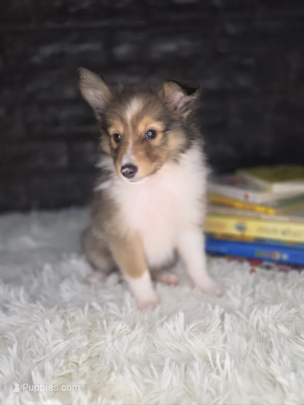 Kelso AKC – Shetland Sheepdog puppy for sale in Creighton, MO