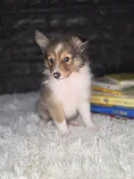Kelso AKC, a  Shetland Sheepdog for sale in Creighton, MO – 6 of 10