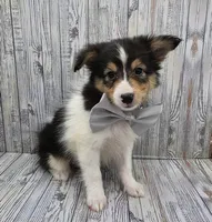 Bixby, a male Shetland Sheepdog for sale in Creighton, MO – 2 of 7