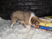 Kimberling AKC, a  Shetland Sheepdog for sale in Creighton, MO – 6 of 9