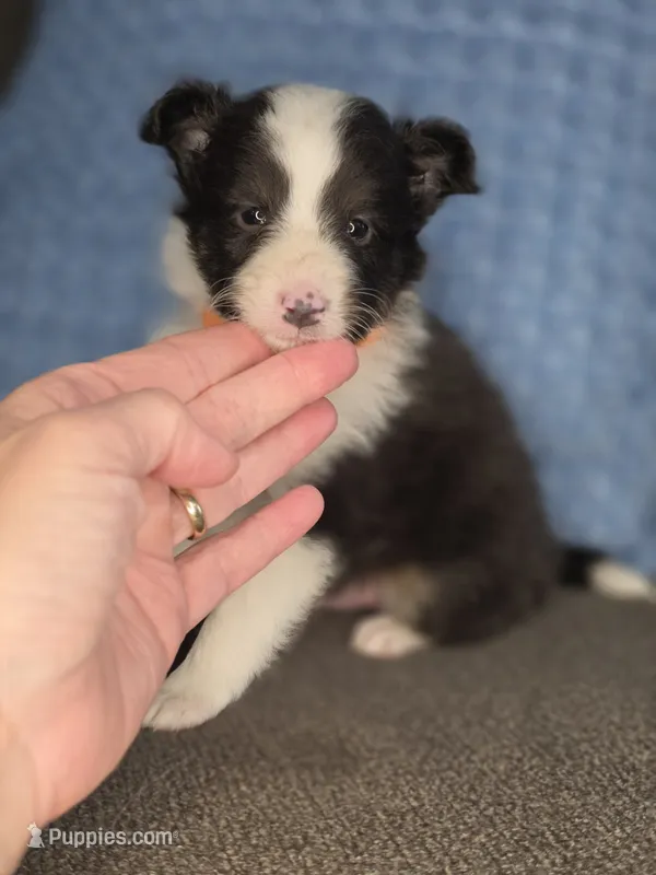 Tallahassee AKC – Shetland Sheepdog puppy for sale in Creighton, MO