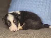 Tiffin AKC, a male Shetland Sheepdog for sale in Creighton, MO – 7 of 10