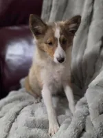 Keene, a male Shetland Sheepdog for sale in Creighton, MO – 5 of 9