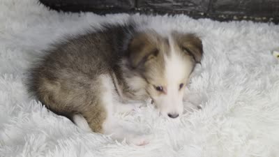 Kailua AKC, a  Shetland Sheepdog for sale in Creighton, MO – 10 of 10