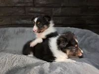 Detroit AKC, a male Shetland Sheepdog for sale in Creighton, MO – 4 of 7