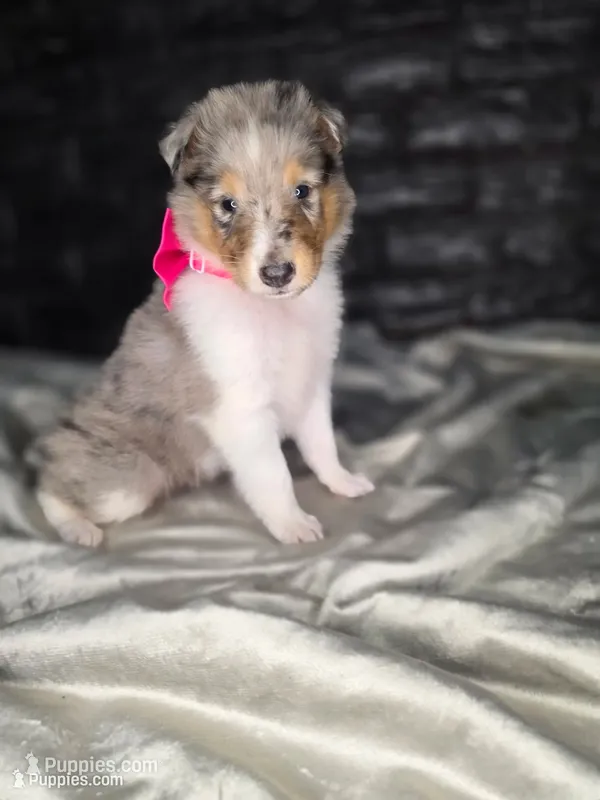 Zephyr – Collie puppy for sale in Creighton, MO