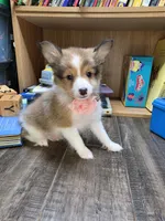 Brea, a female Shetland Sheepdog for sale in Creighton, MO – 5 of 8