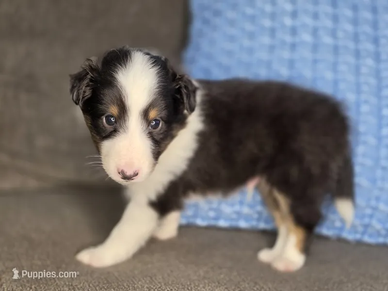 Tiffin AKC – Shetland Sheepdog puppy for sale in Creighton, MO