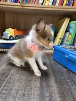 Brea, a female Shetland Sheepdog for sale in Creighton, MO – 6 of 8