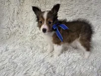 Maverick , a male Shetland Sheepdog for sale in Creighton, MO – Photo 10 of 10