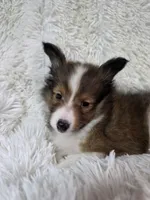 Maverick , a male Shetland Sheepdog for sale in Creighton, MO – Photo 7 of 10