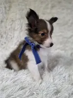 Maverick , a male Shetland Sheepdog for sale in Creighton, MO – Photo 4 of 10